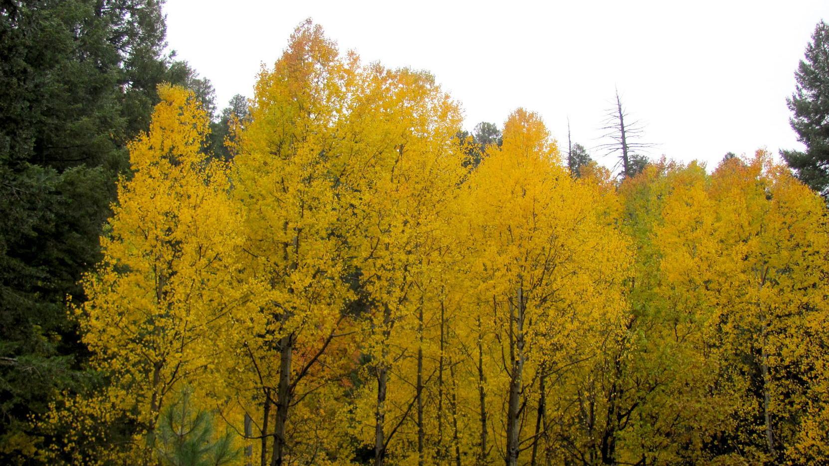Halloween weather: 70-degree temperatures in Tucson today
